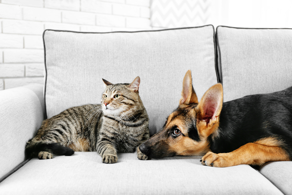Moving With Pets: What You Should Know for a Smooth Transition