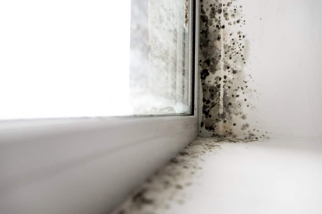 Where Does Mold Grow in a House?